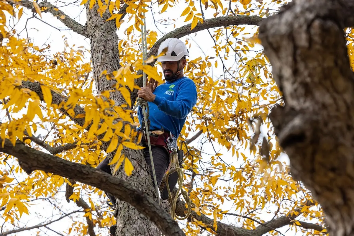 Skilled Tree Pruning crew working in Lily