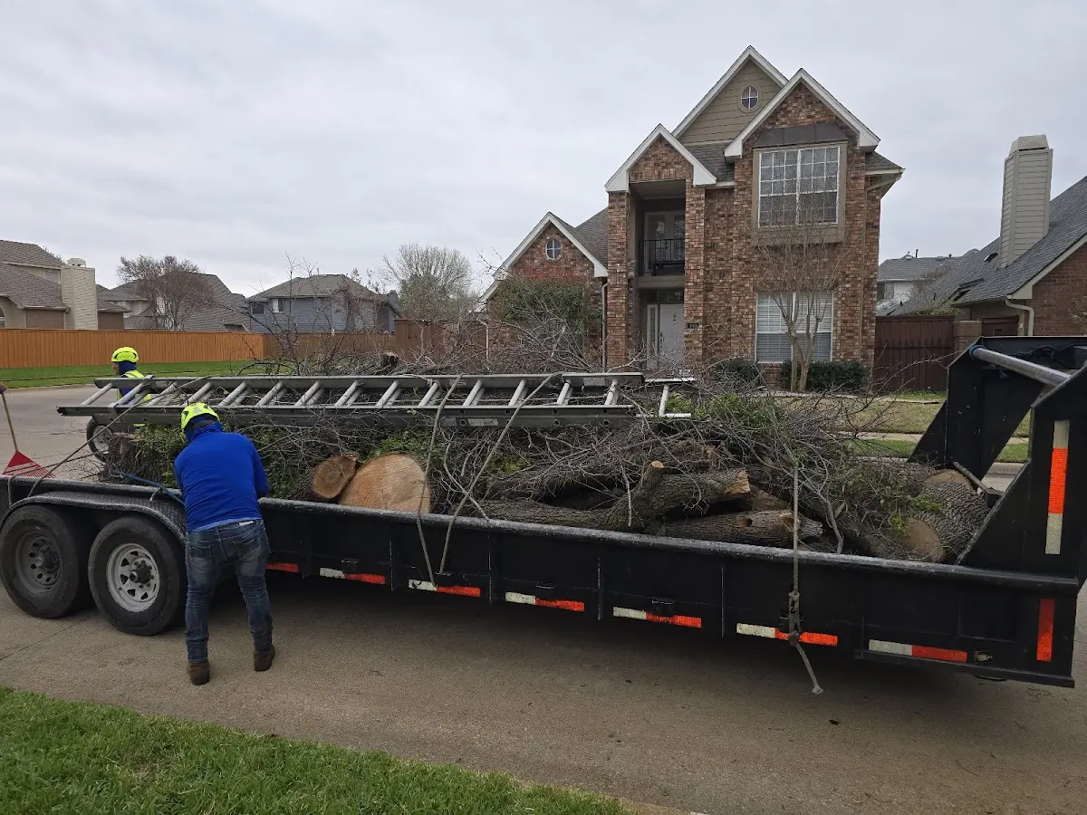 Expert Tree Removal with proper safety equipment in Lily